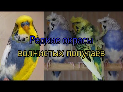 Окрасы волнистых попугаев, ЧАСТЬ 2