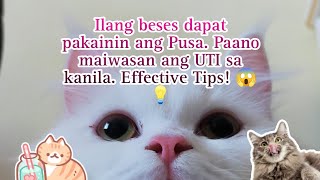 Ilang beses ba dapat pakainin ang pusa sa isang araw? Mas healthy diet for cats to avoid UTI