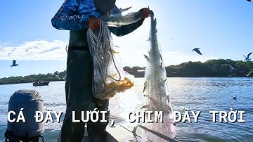 Chài Tôm Buổi Sáng | #87 | Đức Ở Úc Câu Cá