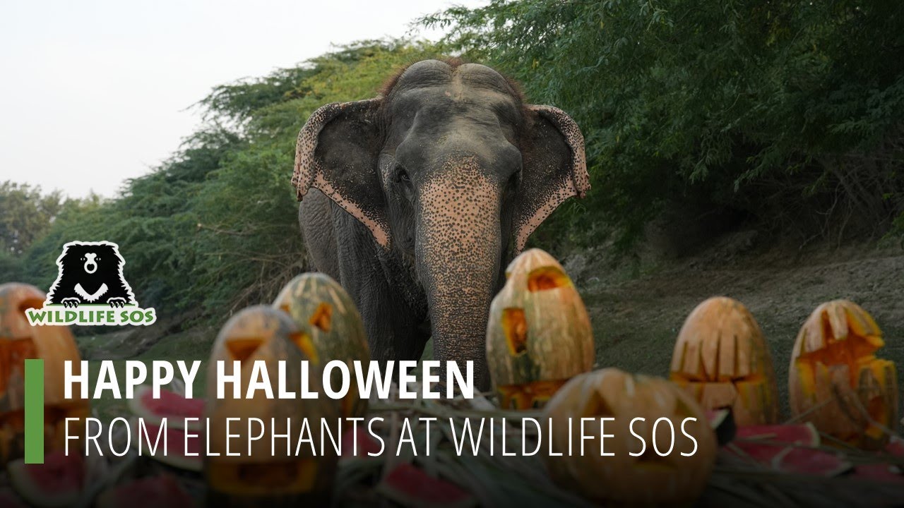 Elephants - Wildlife SOS