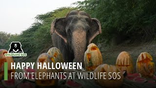 Happy Halloween From Elephants At Wildlife Sos!