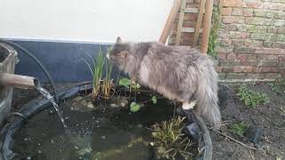 Norwegian Forest cat balancing on edge of barrel pond.