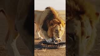 Lion Face Au Piège Mortel Le Lapin Comme Appât