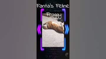Cute Cat Fanta’s Feline Fine Froggy - Cat Dance #shorts