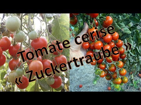 Vidéo: Tomates Cerises - Teneur En Calories, Avantages, Variétés, Valeur Nutritionnelle, Vitamines