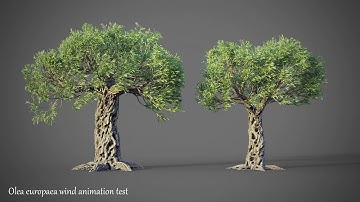 Wind animation of Olea europaea v3