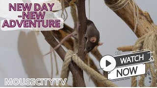 New Day  New Adventures MouseCityQuickTV