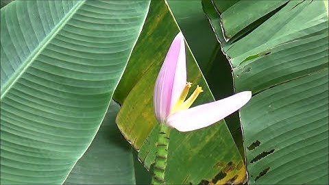 Cây Chuối Sen Hồng đẹp lạ mắt