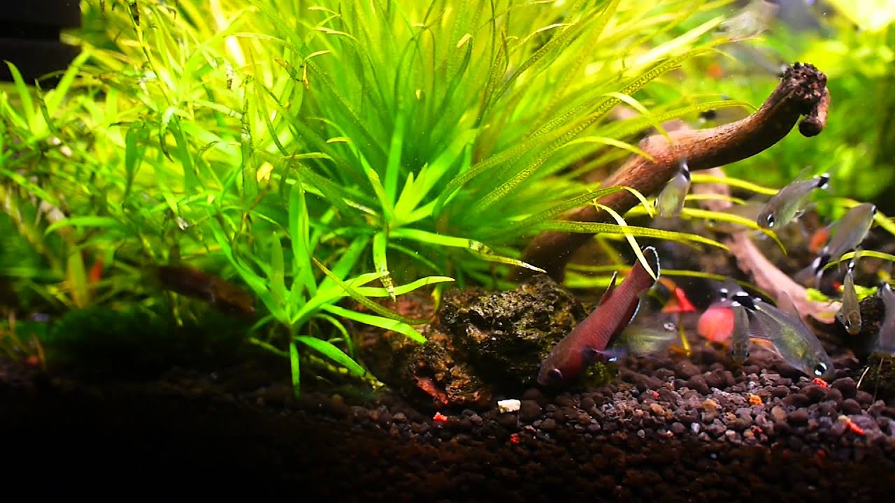 火紅的火焰熊貓 兩呎火山熔岩砂缸記錄 Youtube