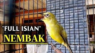 Pleci Gacor Full Isian Nembak