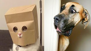 Funny Animal Videos 2022 😂  - Best Dogs And Cats Videos #16 😺😍