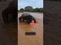 Why is she drinking water from the Amazon River? #shorts​ #facts  #trending