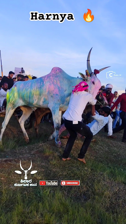 deshing thar maidan hind kesari haryana full Garam in fainal #cow#bailgadasharyat#trendingshorts