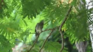 A Chicken And Then A Pearly Eyed Thrather