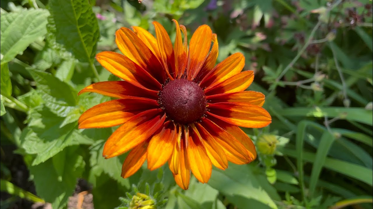 Burning Hearts Heliopsis Cherokee Sunset Rudbeckia vs Sahara Black-eyed Susans Aphids Lots of aphids