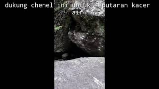 sarang burung kacer air di alam liar baru buat sarang