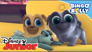 Bingo y Rolly: Disney Junior Music Party - Compilado musical | Disney Junior Oficial