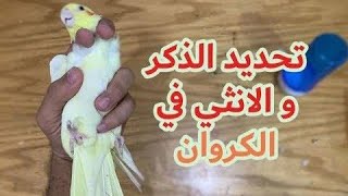 تحديد الذكر والانثى في الكوكتيل الاتيني