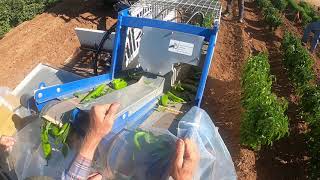Chile Harvester 4