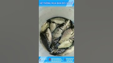 CAO THỦ CÂU CÁ DIẾC LÀ ĐÂY#Youtube shorts Đồ Câu Hải Đăng