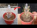 Amazing idea for growing Garlic | How to grow Garlic in plastic bottles