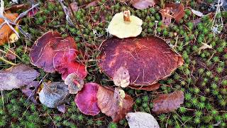 Suillus spraguei or (Suillus pictus and Suillus cavipes) nope Suillus paluster or red bog bolete
