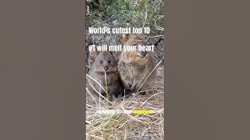 Top 10 Cutest Animals on Earth 🐾 | Ultimate Cuteness Overload #Shorts