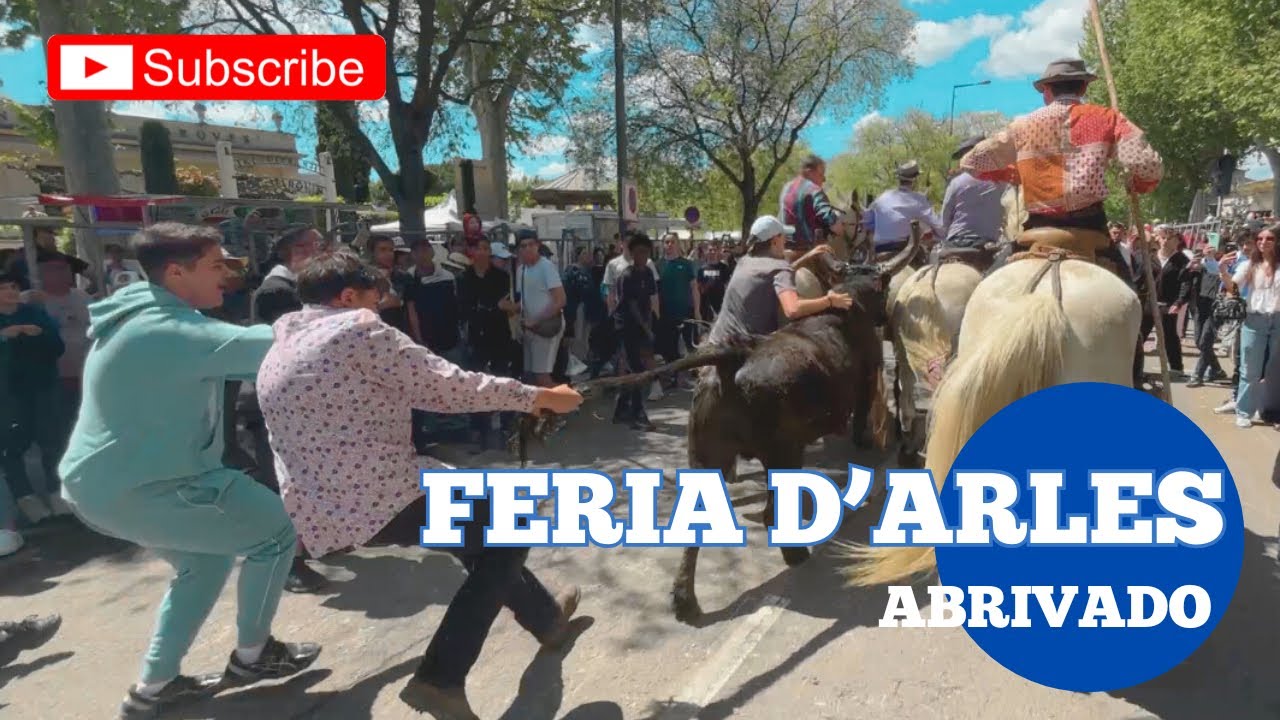 L’Abrivado du lundi de Pâques 🐣 feria d’Arles 🇫🇷 21/04/25 l’exceptionnelle Manade CONTI 😉