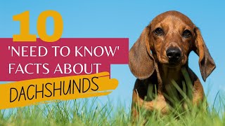 10 Need to Know facts about dachshunds | Learn about the dachshund dog breed | Sausage dog facts