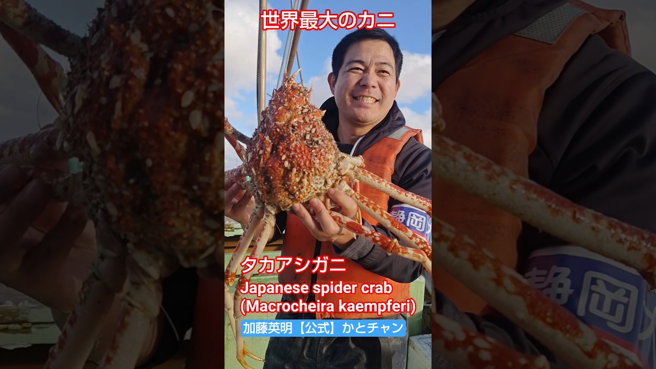 世界最大のカニ!タカアシガニ捕獲!Japanese spider crab, Macrocheira kaempferi. 加藤英明【公式】かとチャン