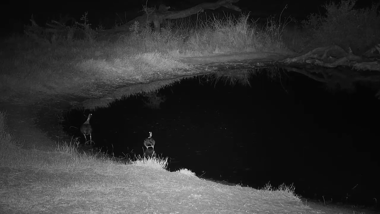 camera iphone 8 plus apk Djuma: Egyptian Goose pair arrives - 02:00 - 07/15/19