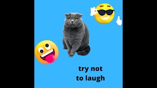 TRY NOT TO LAUGH WITH CATS