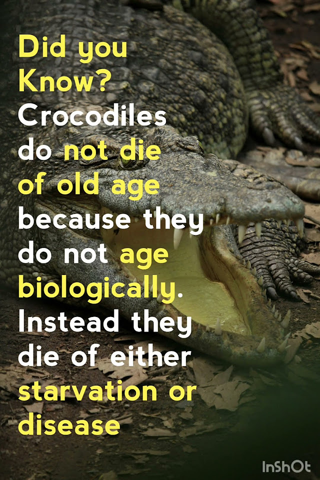 How Crocodiles Die ? #Crocodiles #Facts - YouTube