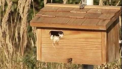 Violet-green Swallow