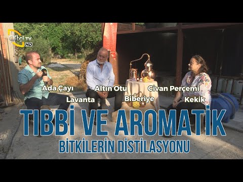 Video: Altın Adaçayı Bilgi - Bahçede Büyüyen Altın Adaçayı