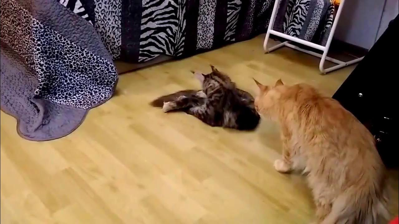 Коты после вязки. Как ведет себя кошка после вязки. как ведёт себя кошка после вязки с котом. кошка не успокаивается после вязки.