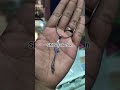 Zulfiqar Ali pendant #shots##
