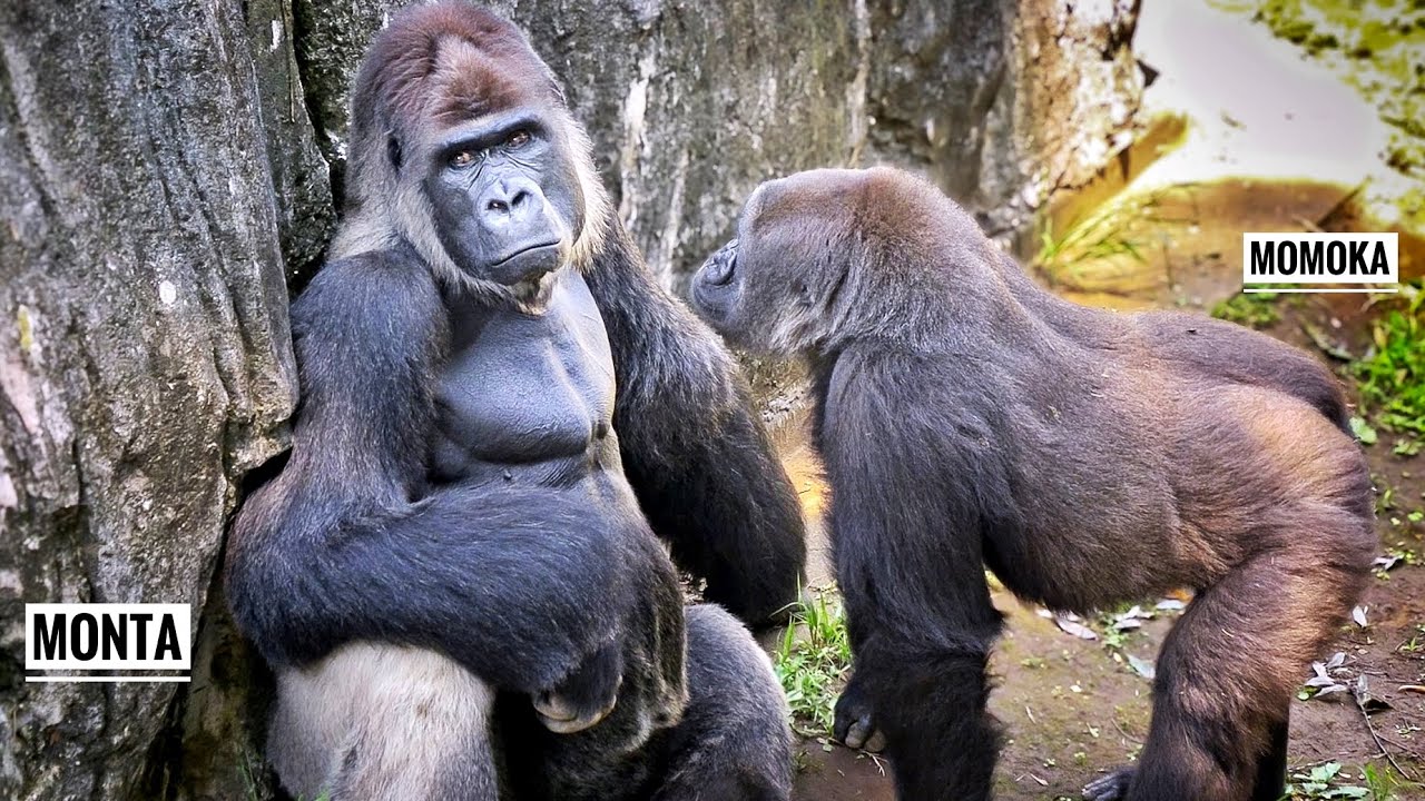 【奈々】ゴリラ40匹 Female Gorilla Wants the Silverback's Affection | New Gorilla