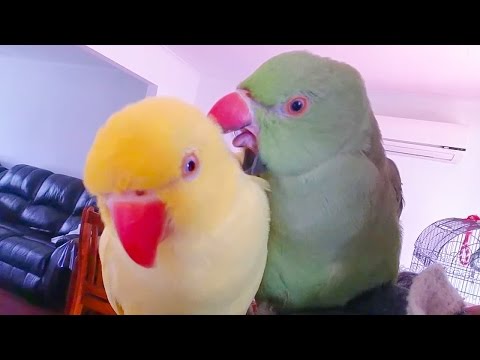 My Parrot story My Parrot story