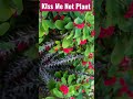 Kiss Me Not Plant | By Poornima