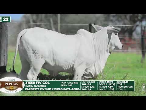 LOTE 22   31658 FIV COL
