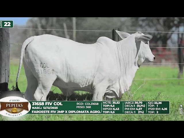 LOTE 22   31658 FIV COL