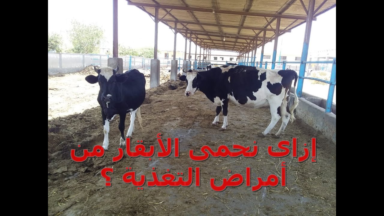 إزاى نحمى الأبقار من أمراض التغذية // أ.د / أحمد سلامة