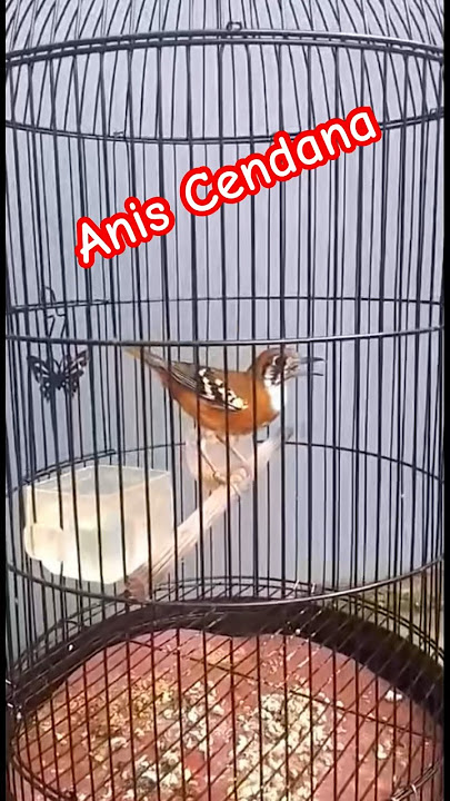 Suara burung anis cendana #anismerah #muraibatugacor