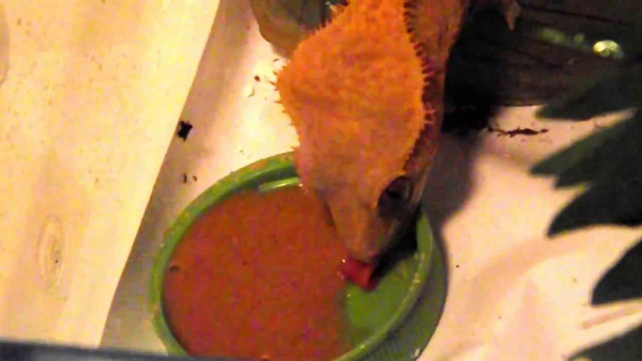petco hours Crested Gecko Eating