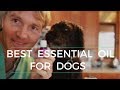 Best Essential Oil For Dogs