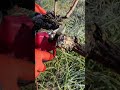 Lascia il LEGNO di RISPETTO!!! Ecco come POTARE la VITE