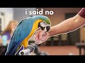 How To Get a Macaw to STOP BITING and START STEPPING UP!