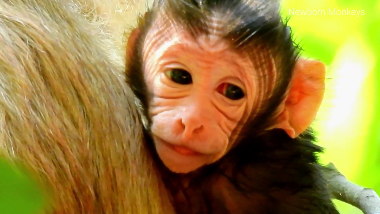 Super Cute New Baby Monkey Ellen , Newborn Baby Ellen Just Born
