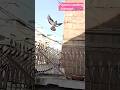 Flying Expert Birds 🕊️ 💸/pets/animals/birds shorts/pigeon shorts #shorts #viralshorts